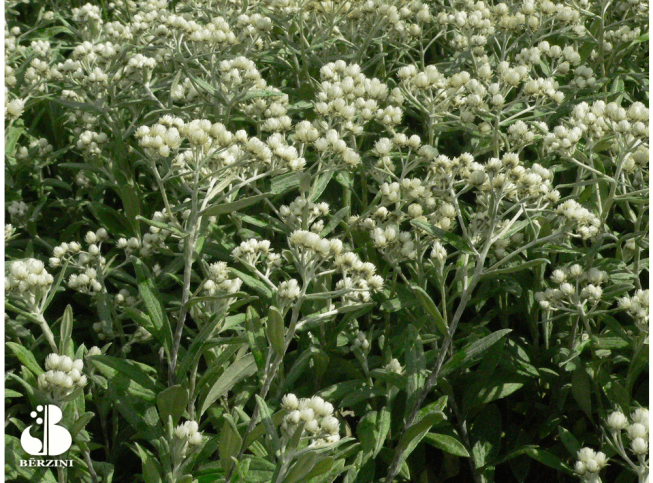 Anaphalis triplinervis   'Sommerschnee'